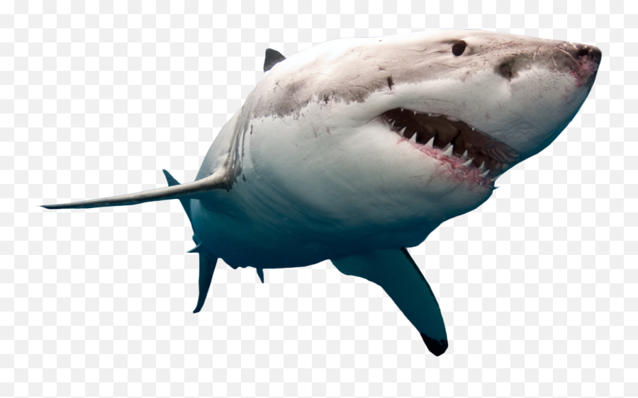 Shark Png Picture - Great White Shark Png,Shark Transparent Background