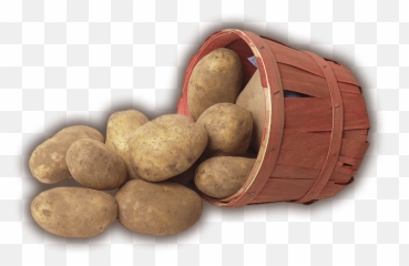 Welcome To The Maine Potato Board - Maine Potato Board Potato In Farmer Png,Potatoes Png