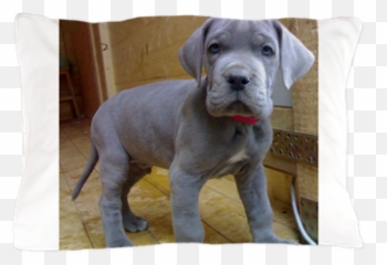 Great Dane Blue Puppy Ls Pillow Case - Blue Great Dane Puppy Png,Great Dane Png