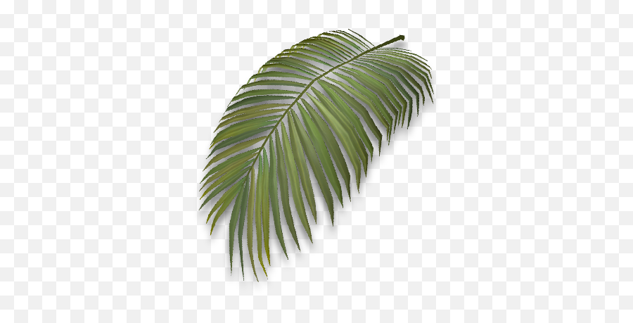 Palm Leaf - Official Journey Of Life Wiki Roystonea Png,Palm Leaf Png