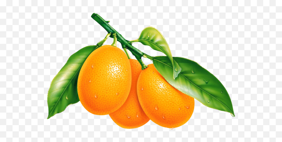 Oranges Orange Png Image Free Download - Fruit Kumquat Png,Oranges Png