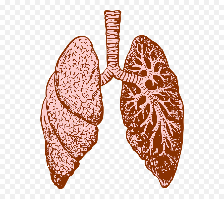 Lungs Clipart Png 5 Image - Lung Png,Lung Png