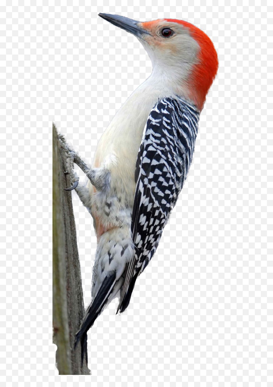 Download Free Png Woodpecker Hd - Red Bellied Woodpecker Png,Woodpecker Png