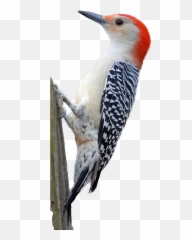 Download Free Png Woodpecker Hd - Red Bellied Woodpecker Png,Woodpecker Png