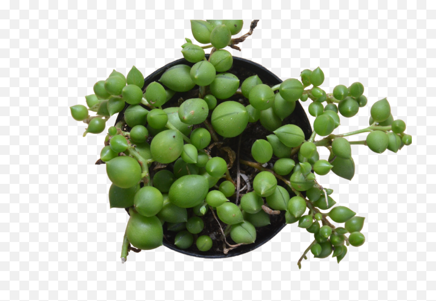 String Of Pearls Png - Grapevines,String Of Pearls Png