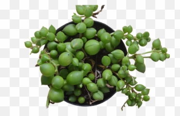 String Of Pearls Png - Grapevines