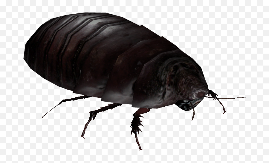 Giant Burrowing Cockroach - Parasitism Png,Flea Png