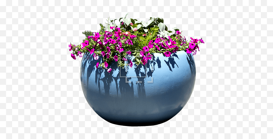 Pink Flowers In A Blue Pot - Immediate Entourage Lobelia Png,Transparent Pink Flowers