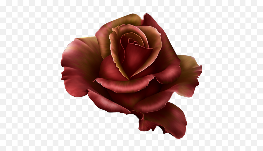 Download Garden Flames - Png Dark Red Rose Png Image With No Krmz Güller Png,Red Flames Png