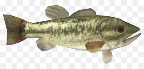 Largemouth Bass Eg0 - Bass Png,Largemouth Bass Png