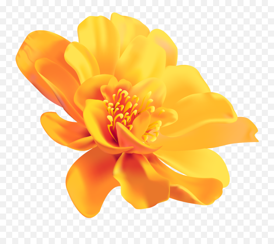 Yellow Flower Color Image Portable - Transparent Yellow Flower Png,Yellow Flower Transparent Background