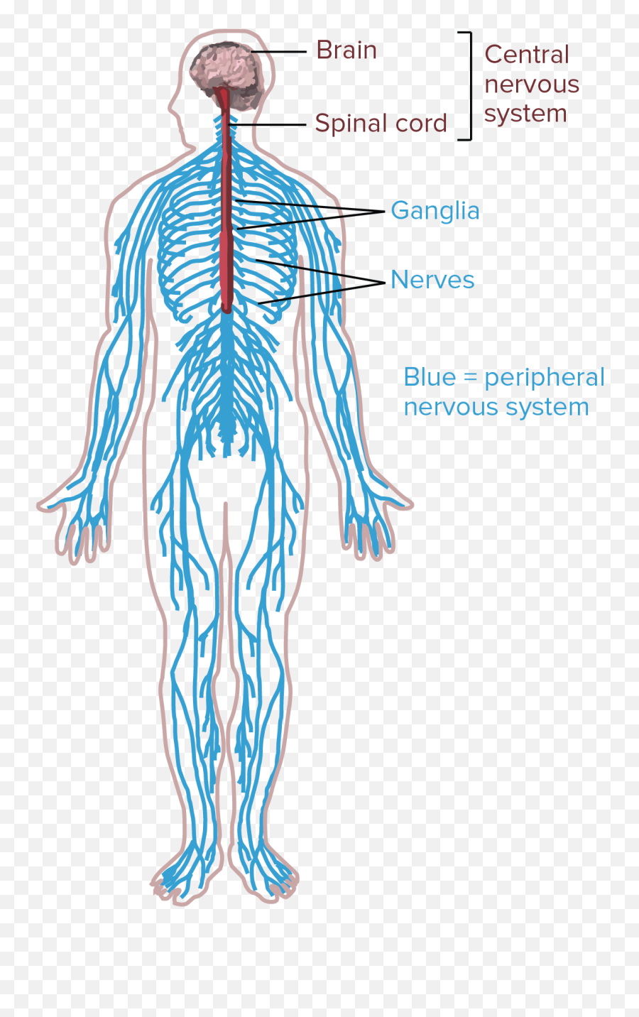 Central Nervous System Png U0026 Free Systempng - Draw Human Nervous System,Nervous System Icon