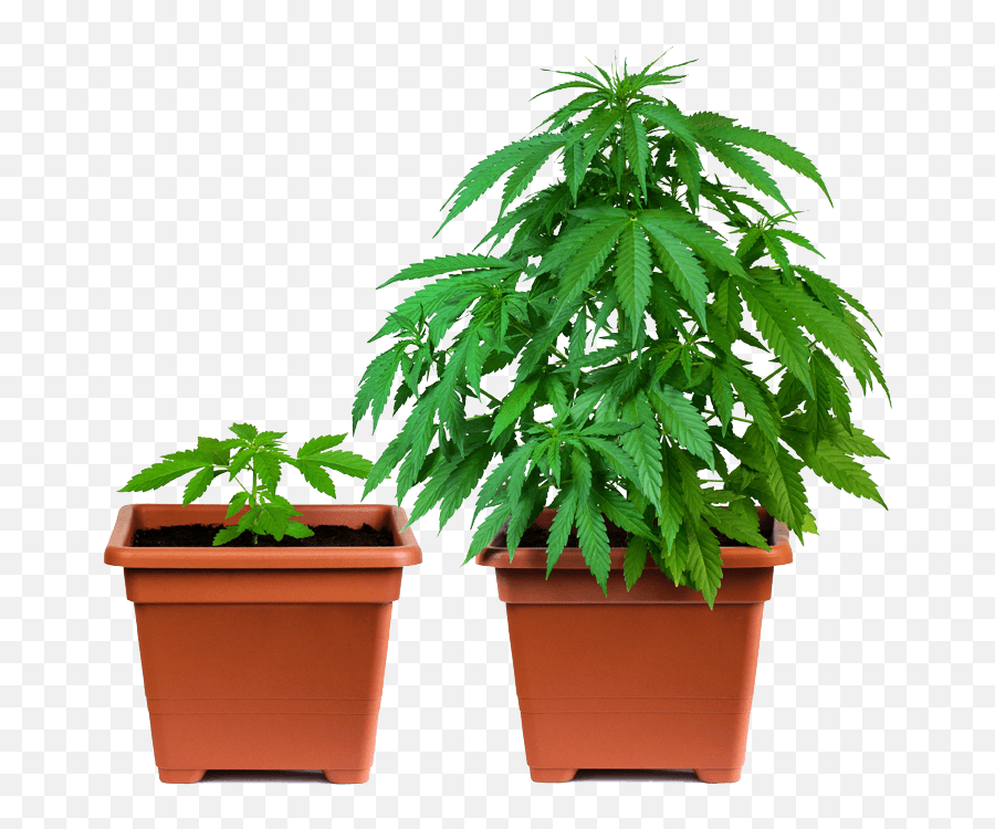 Pin - Weed In Pot Png,Marijuana Plant Png