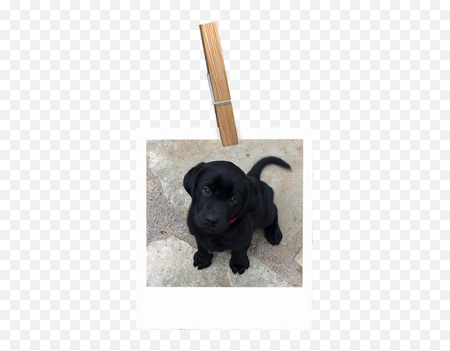 Littleacre Labradors Labrador Breeder Marshall Va - Plank Png,Yellow Lab Icon Png