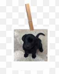 Littleacre Labradors Breeder Marshall Va - Plank png