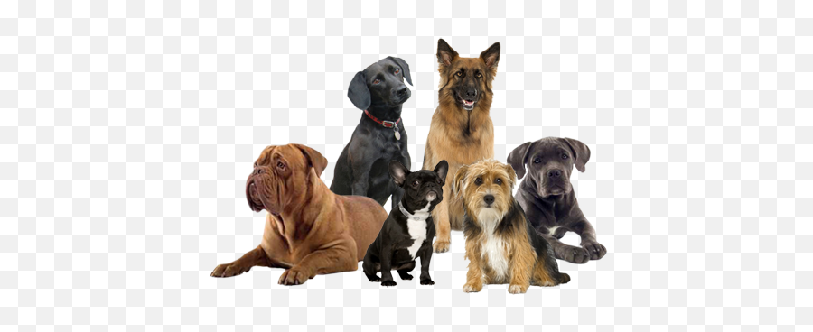 Group Of Dogs Png 2 Image - Group Of Dogs Png,Dogs Png