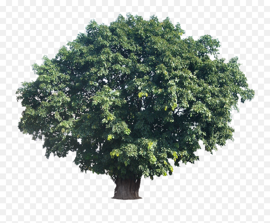 Download Tropical Trees Png Large Tree Actual Height