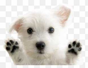 You Might Like - San Francisco Dog Shelter Png,Transparent Puppy