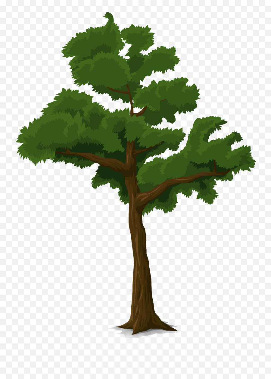 L 2944047872 Branches Of Trees Forest Wallpaper V13 Png - Draw A Tree In Code Org,Forest Trees Png