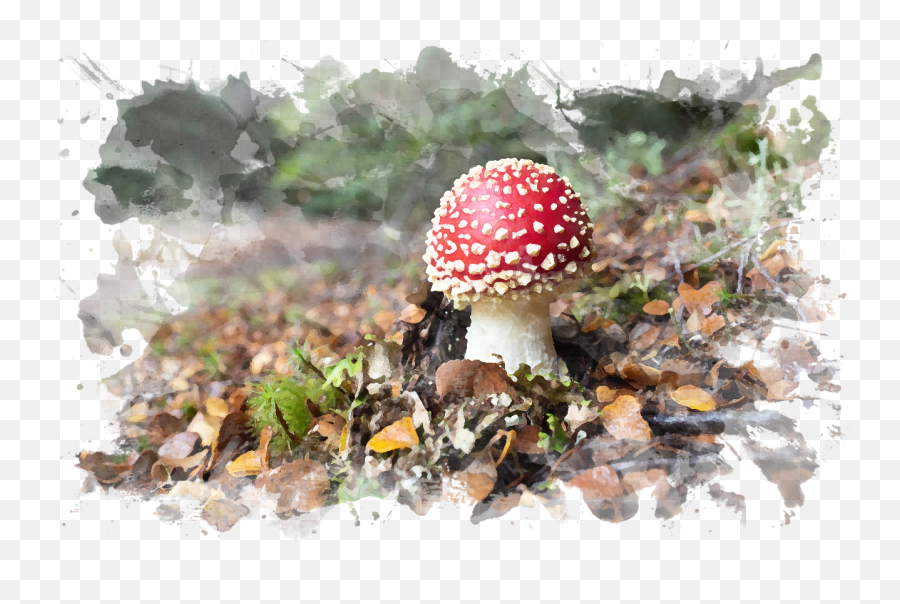 Download Button Mushroom Png