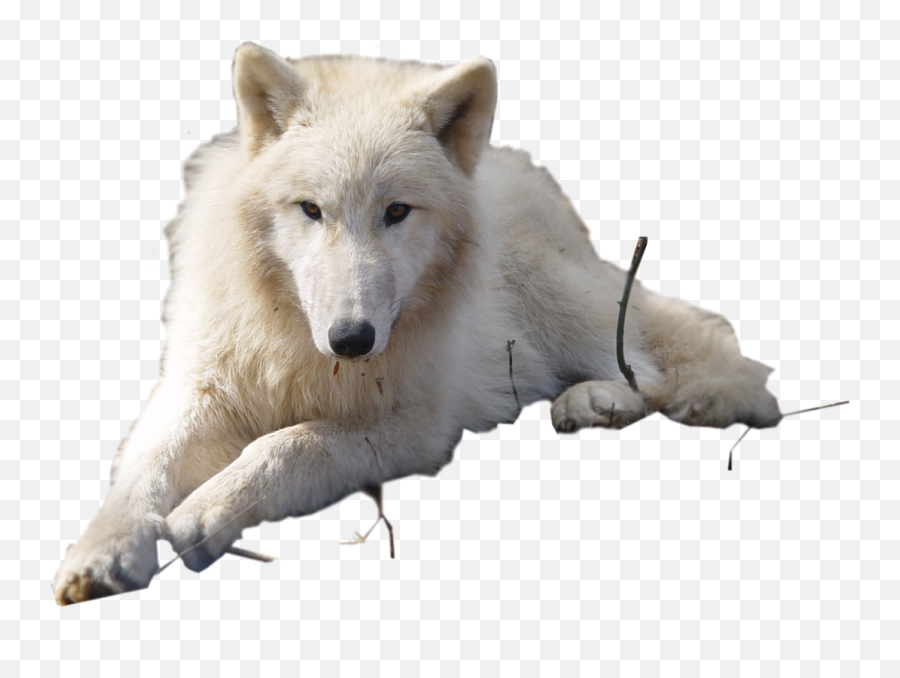 Arctic Wolf Clipart - Transparent Arctic Wolf On White Background Png,Wolf Transparent