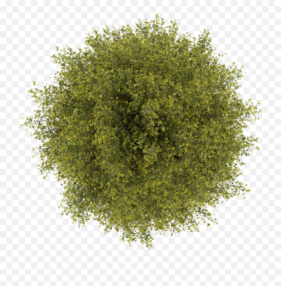 10 Tree Top View Clipart For Photoshop - Tree Png Top View,Grass Top View Png