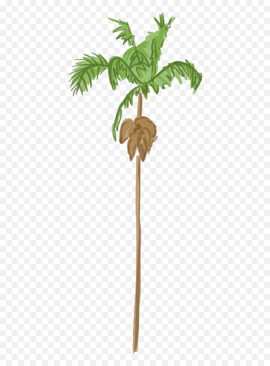 Lau0027s Palm Trees Are Dying And Itu0027s Changing The Cityu0027s - Png Los Angeles Palm Trees,Face Palm Png
