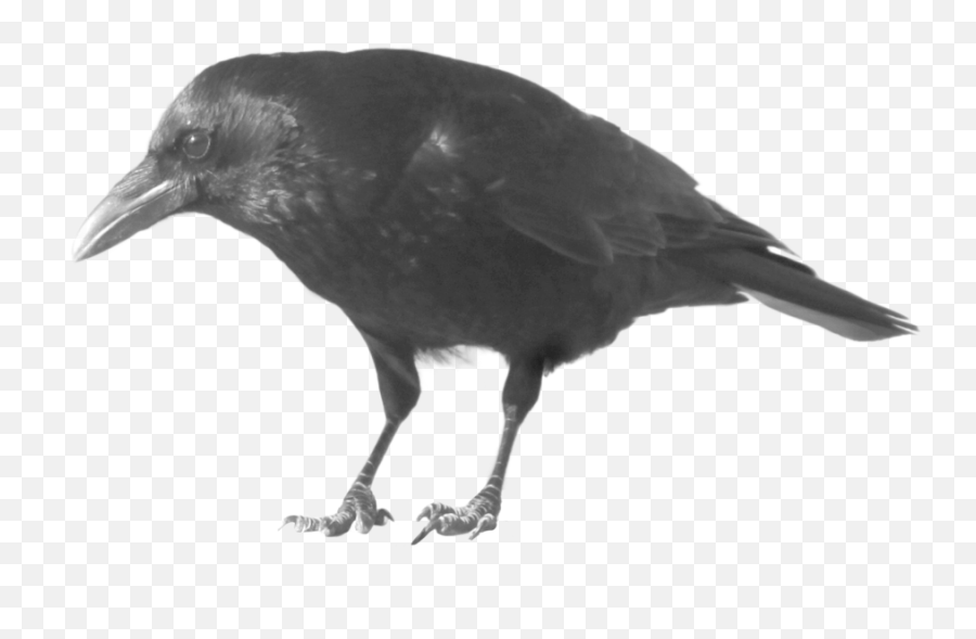 Download Crow Transparent - Crow Png,Crow Transparent