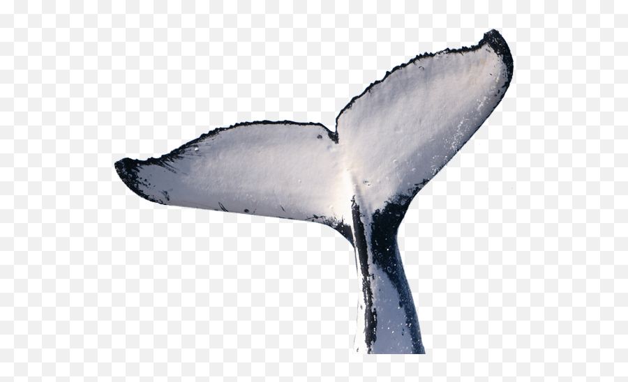 Humpback Whale Tail Png - Transparent Whale Tail Png,Tail Png