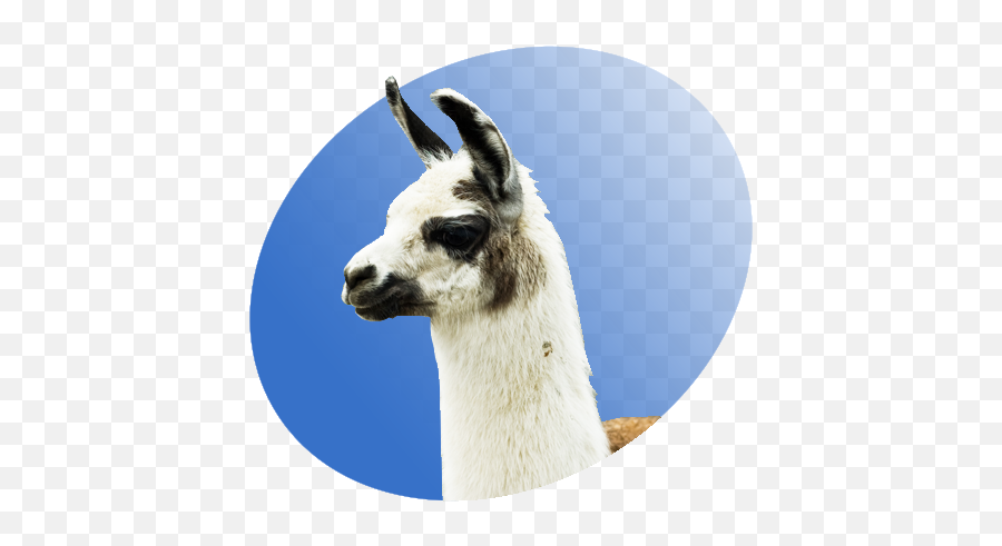 Llama P Icon - Animal Lhama Png,Llama Png