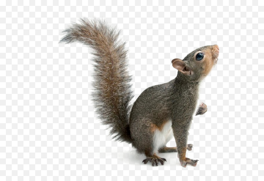 Download Squirrel Png Image - Transparent Background Squirrel Png,Squirrel Transparent Background