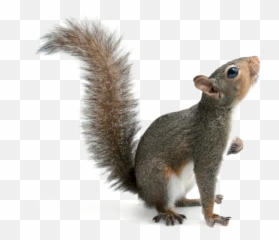 Download Squirrel Png Image - Transparent Background Squirrel Png,Squirrel Transparent Background