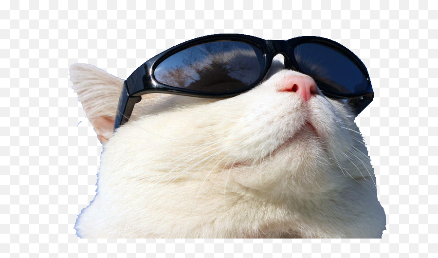 Transparent Sunglasses Png - Wearing Cat Github Sunglasses Cat Sunglasses Png,Github Png