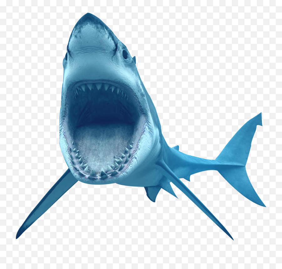 Animal Shark Transparent - Shark Png Transparent,Shark Transparent Background
