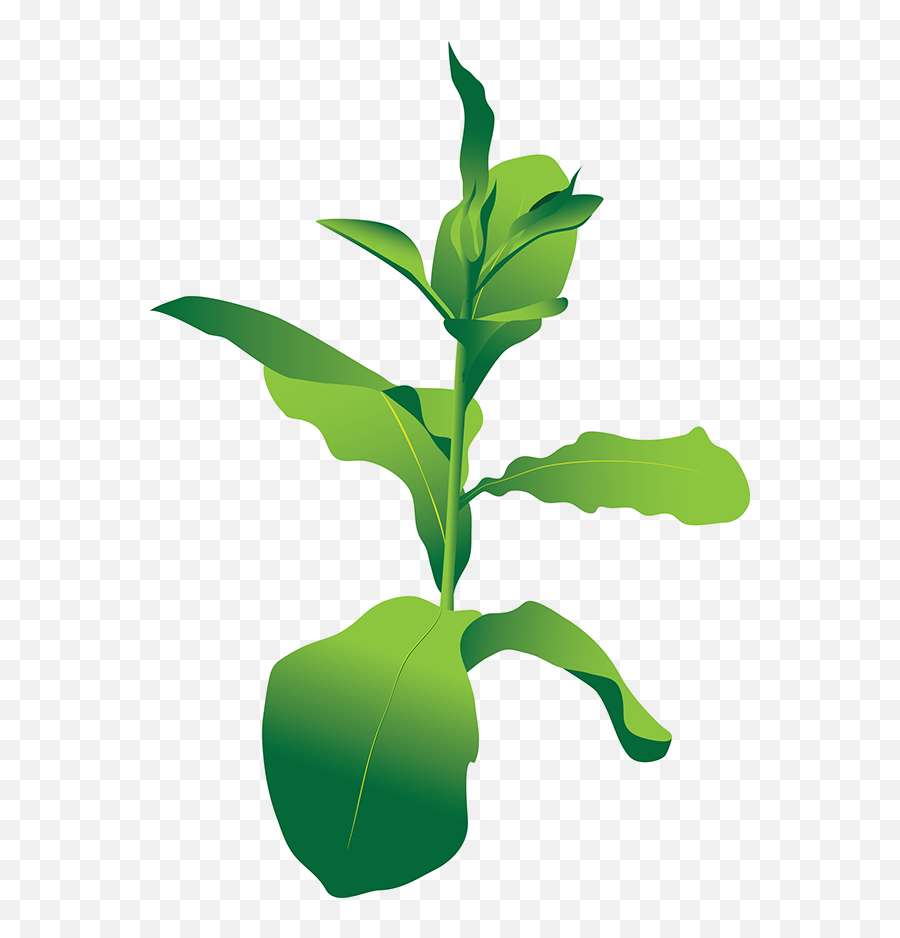 Yespress Hd Ultra Tobacco Plants Clipart Png Pack 6566 - Transparent Tobacco Plant Clipart,Bushes Transparent Background
