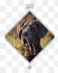 About Us U2013 Great Dane Kennel U2022 Gut Stepprath Danes - Great Dane Png,Great Dane Png