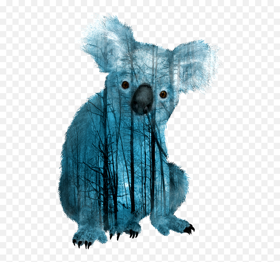 Koala Bear Png - Transparent Background Koala Png,Koala Bear Png
