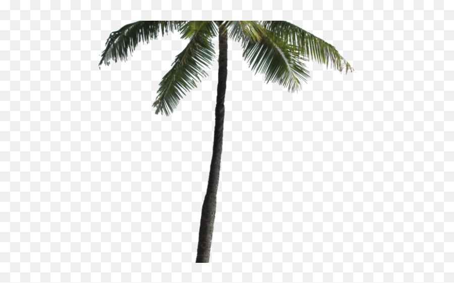 Palm Tree Png Transparent Images - Palm Trees Png Coconut Tree For Photoshop,Transparent Trees