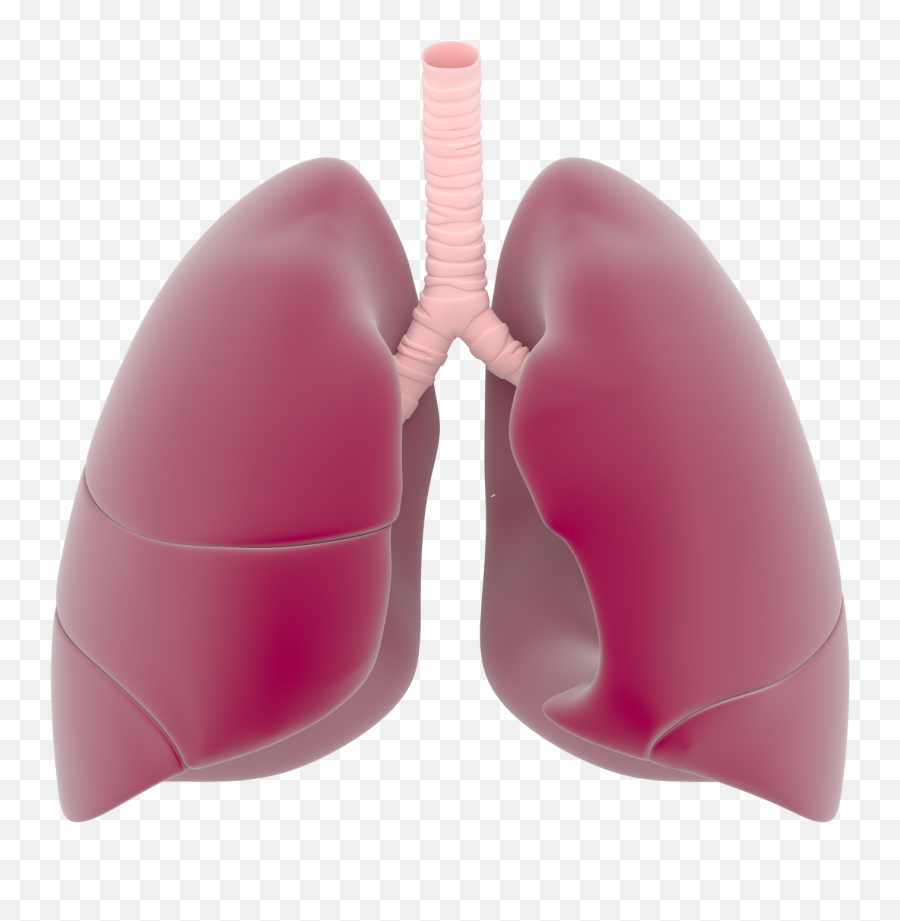 Download Free Png Lungs - Real Lung Png,Lung Png