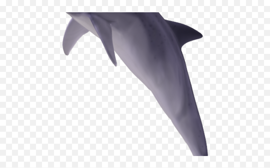 Bottlenose Dolphin Clipart Transparent - Common Bottlenose Dolphin Png,Dolphin Transparent Background