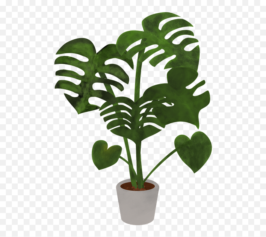 Monstera Plant Leaves - Monstera Plant Graphic Png,Tropical Plant Png