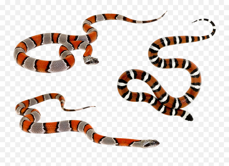 Download Wild Snakes - Snake Silhouette Png,Snakes Png