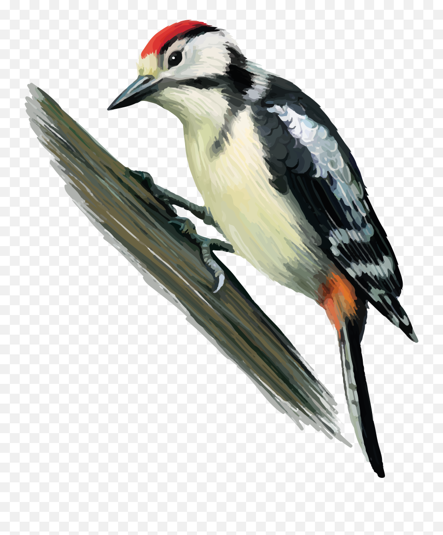 Woodpecker Png Images Free Download
