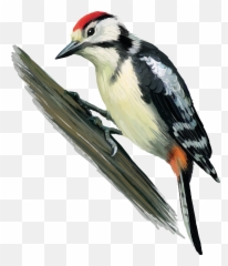 Woodpecker Png Images Free Download