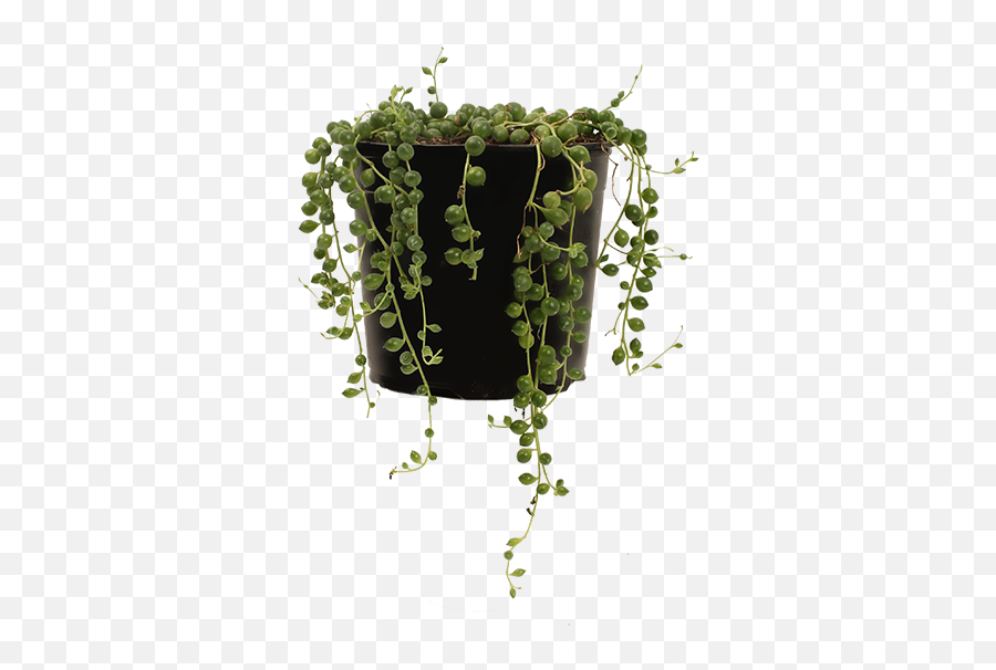 String - Vertical Png,String Of Pearls Png