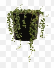 String - Vertical png