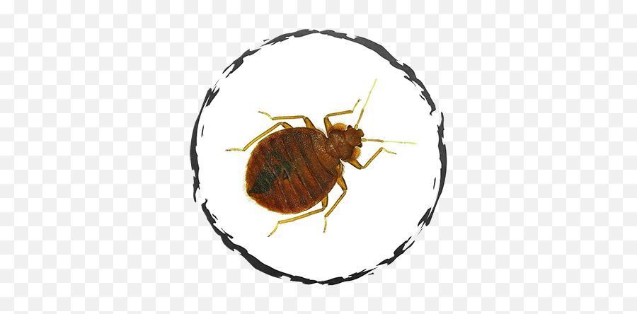 Download Bed Bugs - Parasitism Png,Flea Png