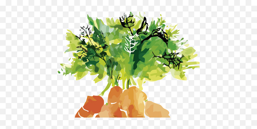 Products - Arcoval Artists Carrot Png,Zanahoria Png