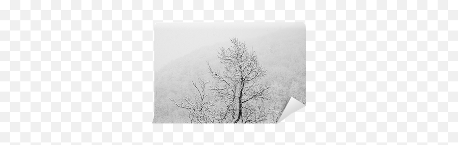 Snow Falling In Winter Mountain Landscape Tree Close Up Wall Mural U2022 Pixers - We Live To Change Blank Png,Snow Falling Transparent