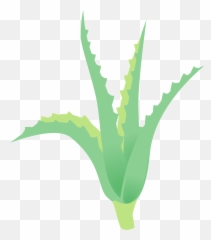 Aloe Plant Clipart Free Download Transparent Png Creazilla - Vertical,Succulent Icon Transparent